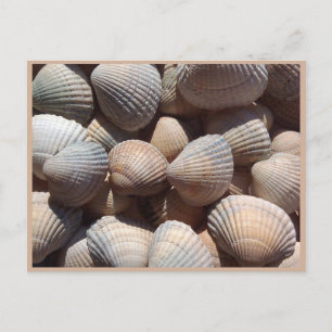 Carte Postale Coquillages