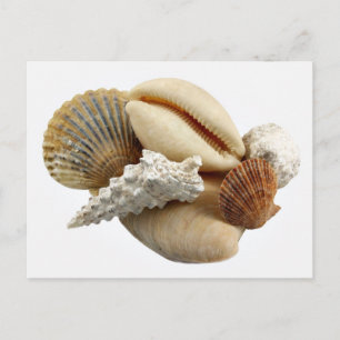 Carte postale Coquillages