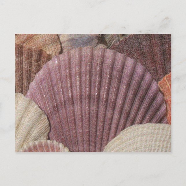 Carte postale Coquillages (Devant)
