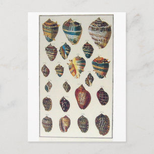 Carte postale Coquillages