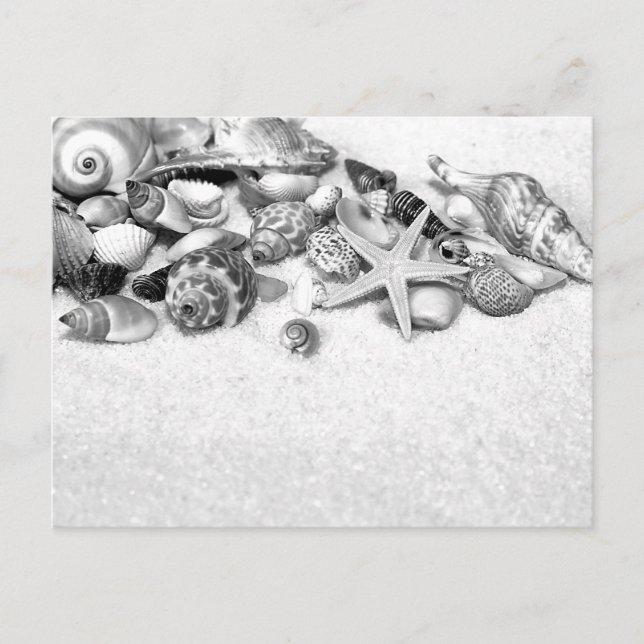 Carte postale Coquillages (Devant)