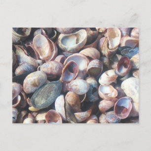 Carte Postale Coquillages