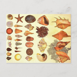 Carte postale coquillages