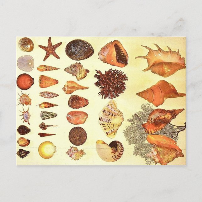 Carte postale coquillages (Devant)