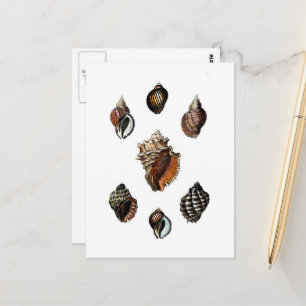 Carte Postale Coquillages Anciens