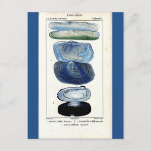 Carte Postale coquillages bleus vintage botanique