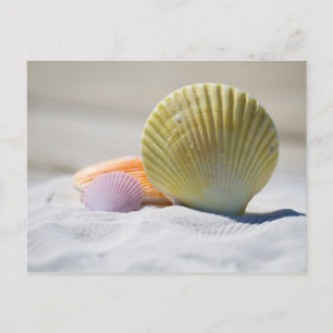 Carte Postale Coquillages colorés dans le sable