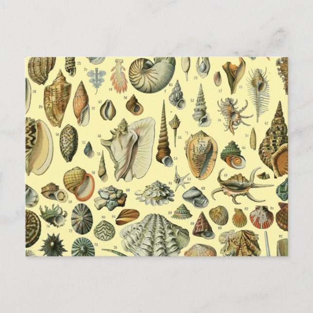 Carte Postale Coquillages de coquillages Mollusk Clam Élégant Ar (Devant)