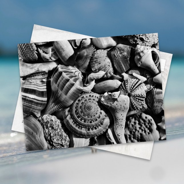 Carte postale Coquillages de plage noir et blanc (Créateur téléchargé)