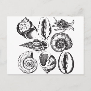 Carte Postale Coquillages de style vintage noir et blanc