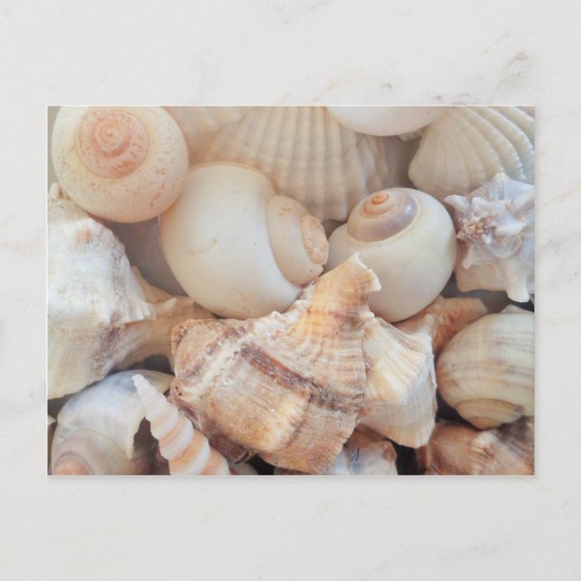 Carte Postale Coquillages d'été ensoleillés, Sea Shells Beach Lo (Devant)