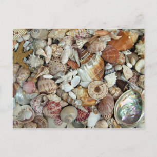 Carte Postale Coquillages Galore
