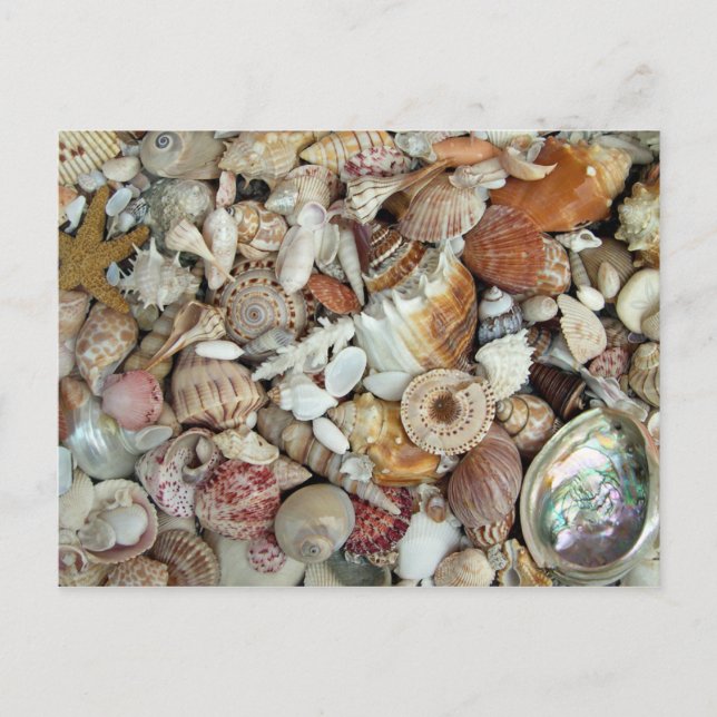 Carte Postale Coquillages Galore (Devant)