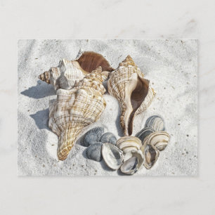 Carte Postale Coquillages sur la plage de White Sant