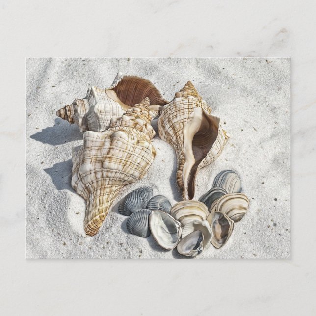 Carte Postale Coquillages sur la plage de White Sant (Devant)