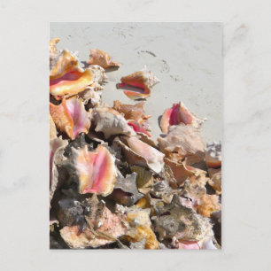 Carte Postale Coquillages sur la plage   Photo des îles Turques 