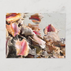 Carte Postale Coquillages sur la plage Turks and Caicos Photo