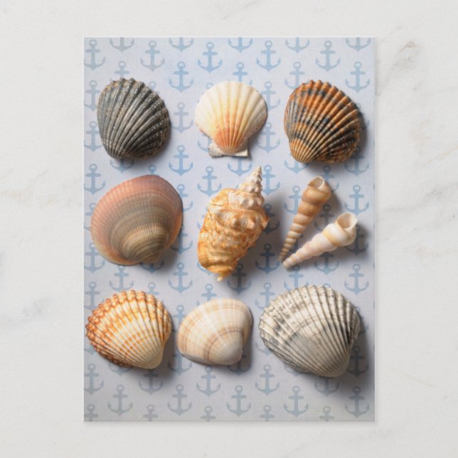 Carte Postale Coquillages Sur Le Fond Ancre (Devant)