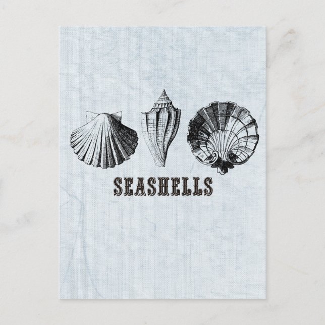 Carte Postale Coquillages Vintage (Devant)