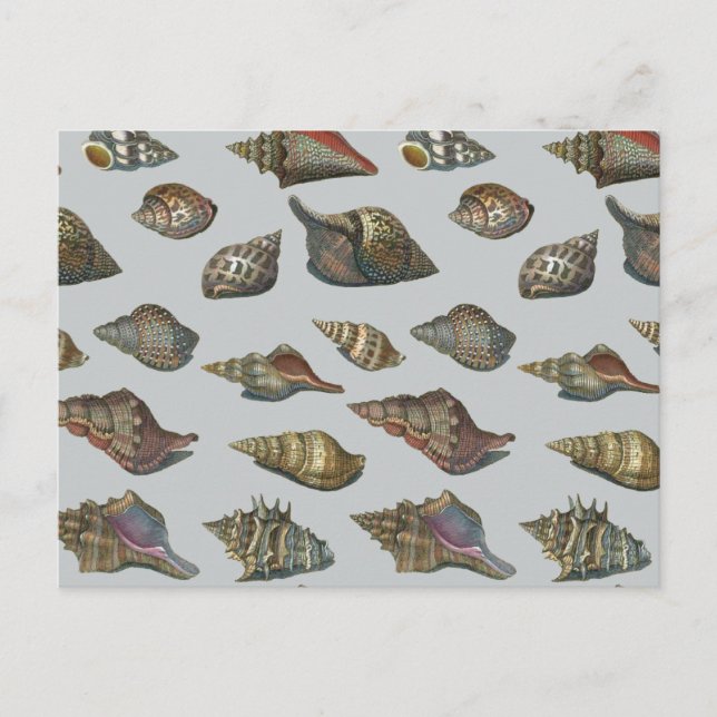 Carte Postale Coquillages vintages (Devant)