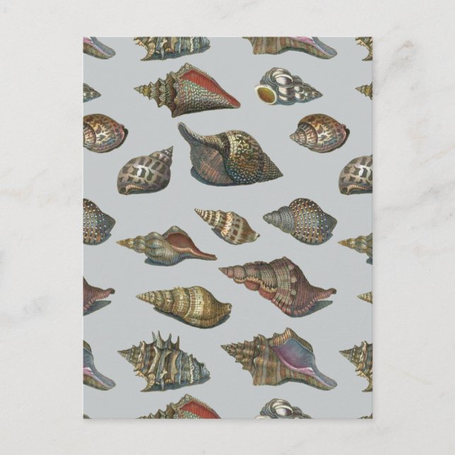 Carte Postale Coquillages vintages (Devant)