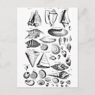 Carte Postale Coquillages vintages