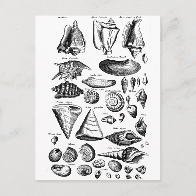 Carte Postale Coquillages vintages (Devant)
