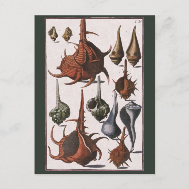 Carte Postale Coquillages vintages, Coquillages océaniques Marin (Devant)