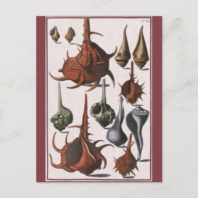 Carte Postale Coquillages vintages, Coquillages océaniques Marin (Devant)
