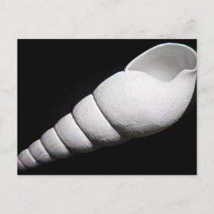 Carte Postale Coquille Blanche D'Un Escargot