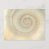 Coquille - Conchologie - Spirale blanche