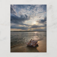 Coquille De Conche À La Plage | St. Augustine, Fl