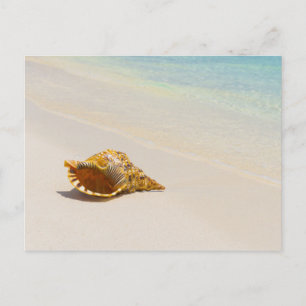 Carte Postale Coquille De Conche Sur La Plage 3