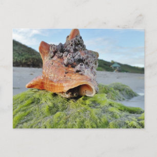 Carte Postale Coquille de conches sur la plage