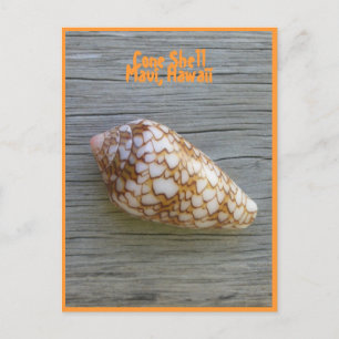Carte Postale Coquille de cône