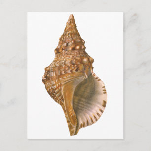 Carte Postale Coquille de coquillages de Triton vintage, animal