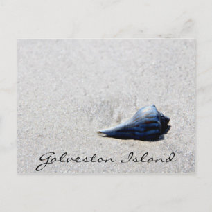 Carte postale Coquille de la mer de Galveston Isla
