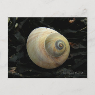 Carte Postale Coquille de la mer de Lune, île de l'Unalaska
