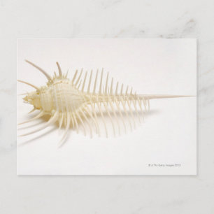 Carte Postale Coquille de Murex frappée