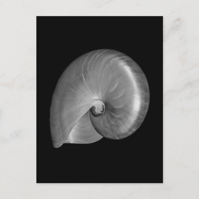 Carte Postale Coquille de nautile noir et blanc (Devant)