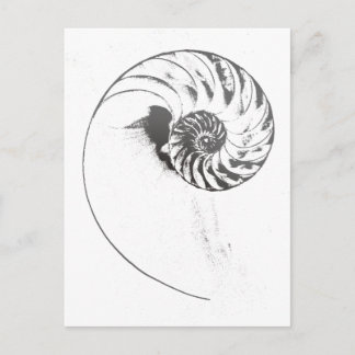 Carte Postale Coquille de Nautilus 1