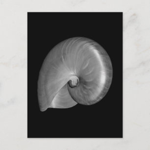 Carte Postale Coquille de Nautilus noir et blanc