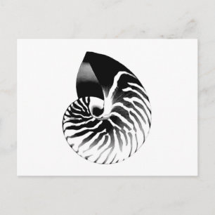 Carte Postale Coquille de Nautilus - noir, gris et blanc