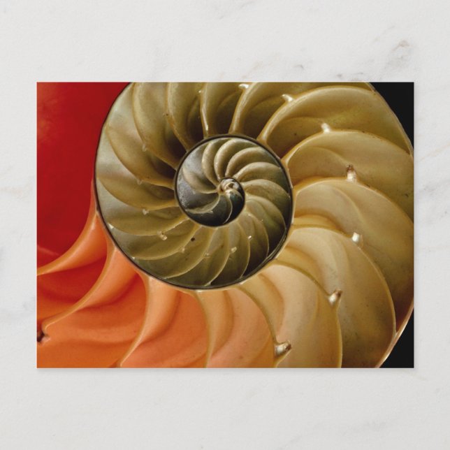 Carte Postale Coquille de Nautilus Photo (Devant)