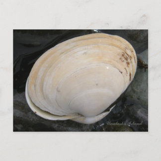 Carte Postale Coquille de palourdes à beurre, île Unalaska