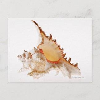 Carte Postale Coquille de Ramose Murex (Chicoreus ramosus) contr