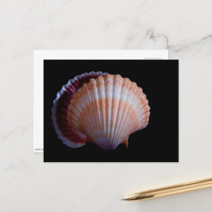 Carte postale Coquille de saint