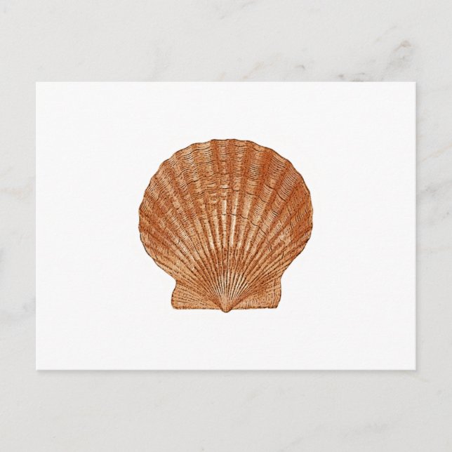 Carte Postale Coquille de saint-jacques de baie (Devant)