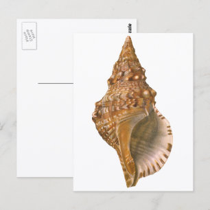 Carte Postale Coquille de Triton, coquillage marin vintage d'océ