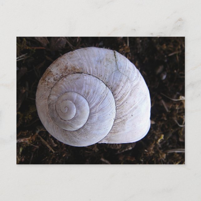 Carte Postale Coquille d'escargot cool (Devant)